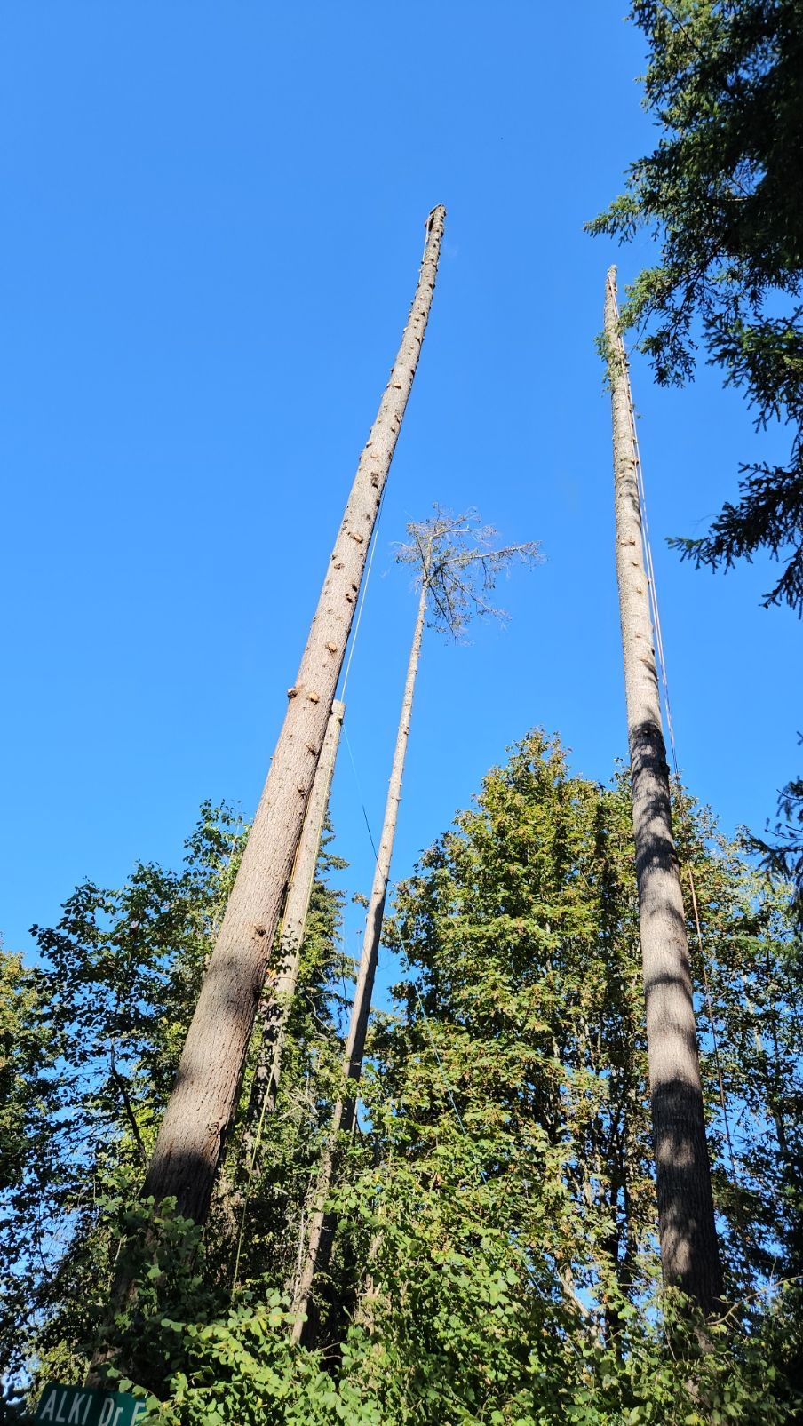 A group of tall trees with a blue sky in the background