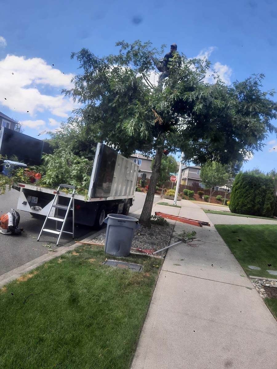 A man is standing on top of a tree next to a truck.