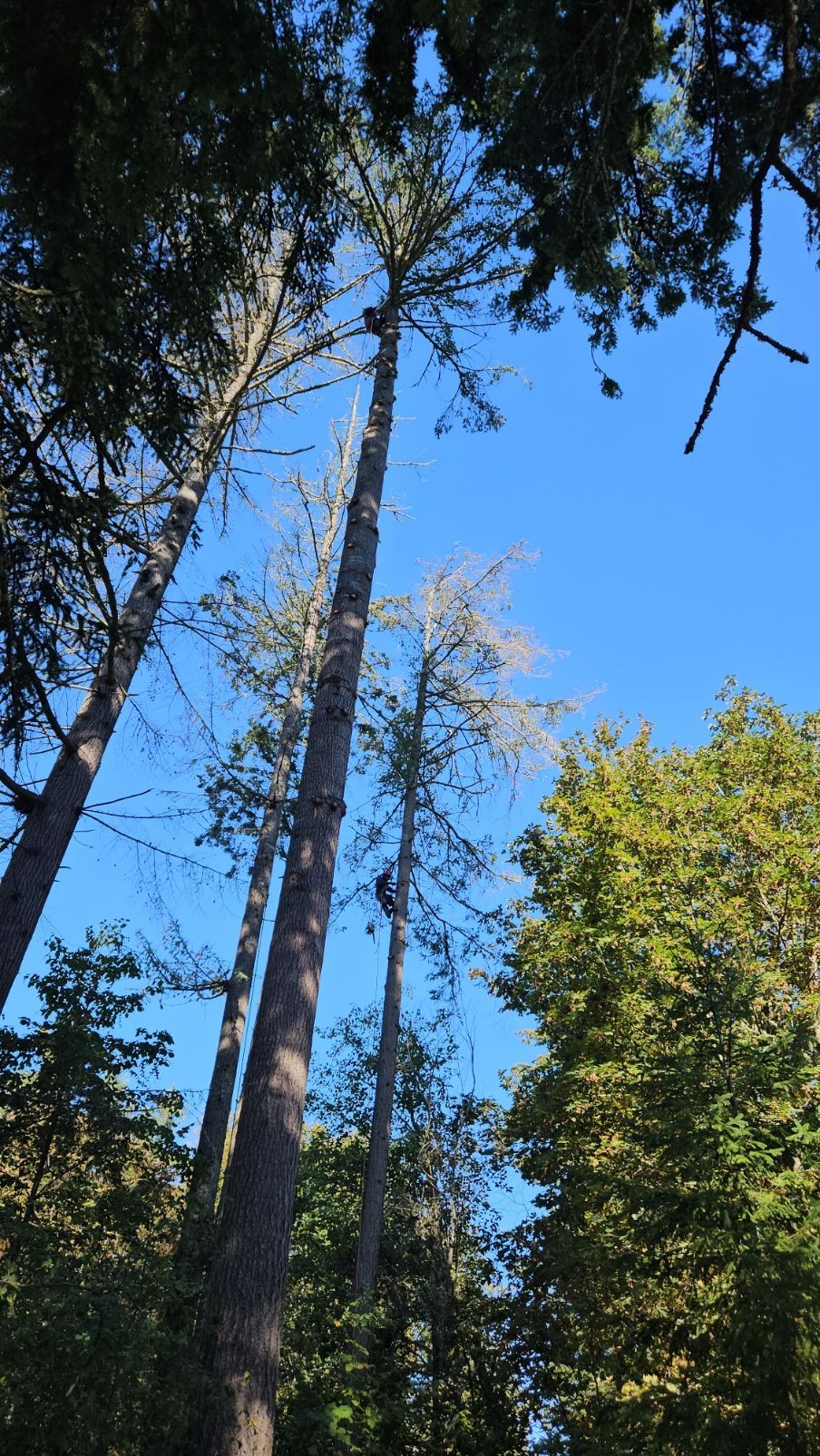 A person is climbing a tree in the woods on a sunny day.