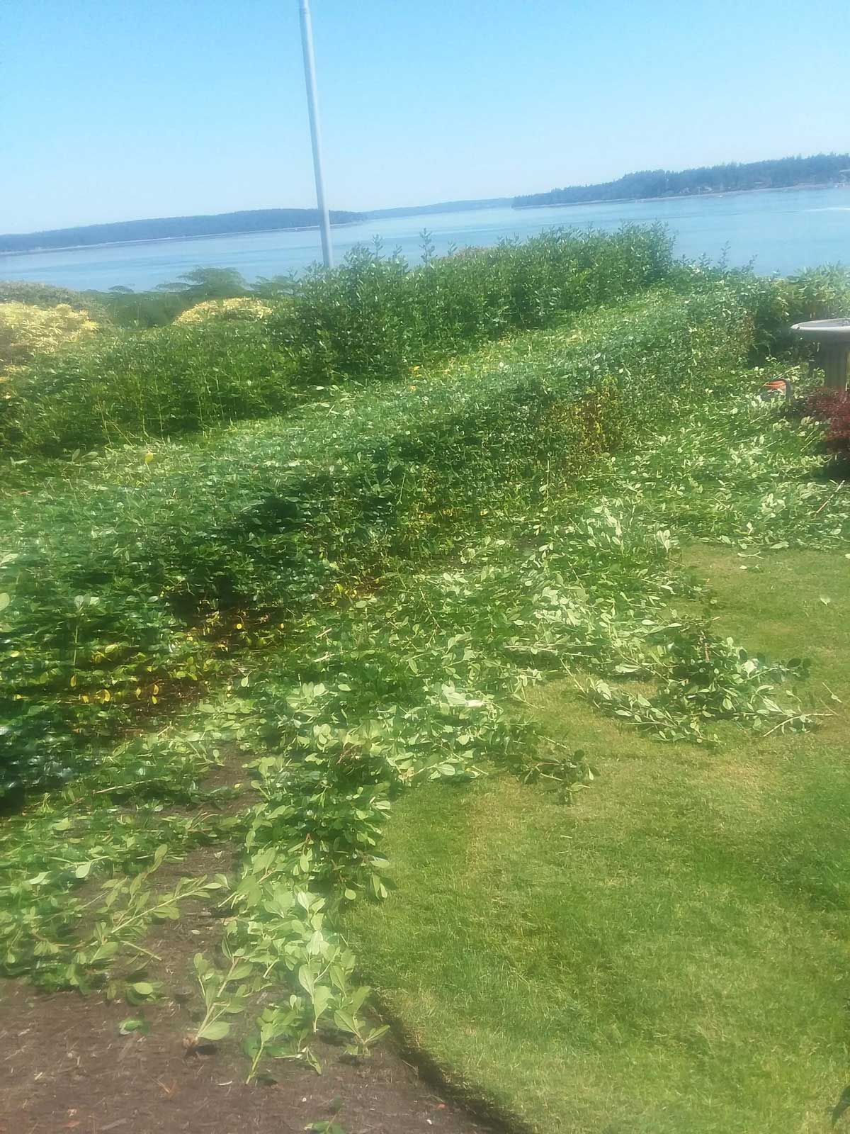 A lush green field with a body of water in the background