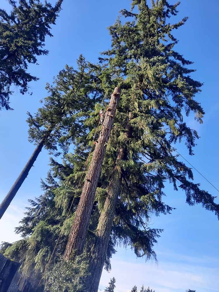 Looking up at a tree with a blue sky in the background