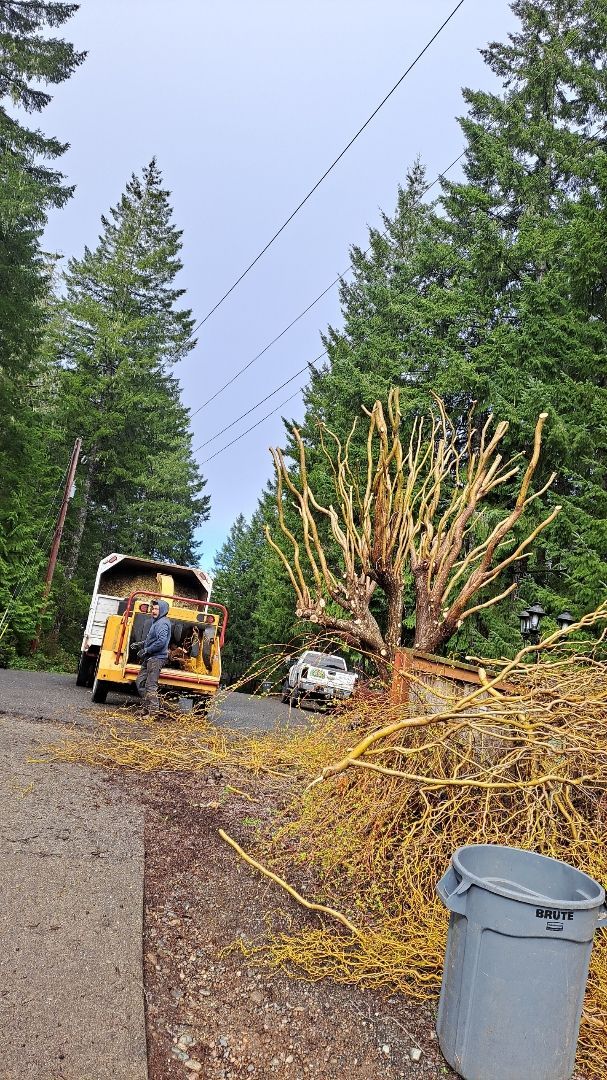 A yellow school bus is parked on the side of a road next to a pile of branches.