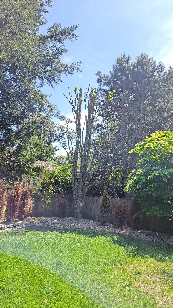 A tree is being cut down in a backyard with a chainsaw.