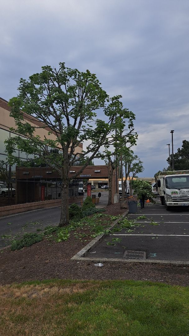 A white truck is parked in a parking lot next to a tree.