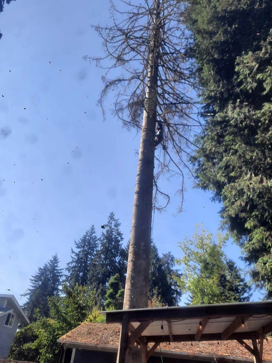 A large tree with a blue sky in the background