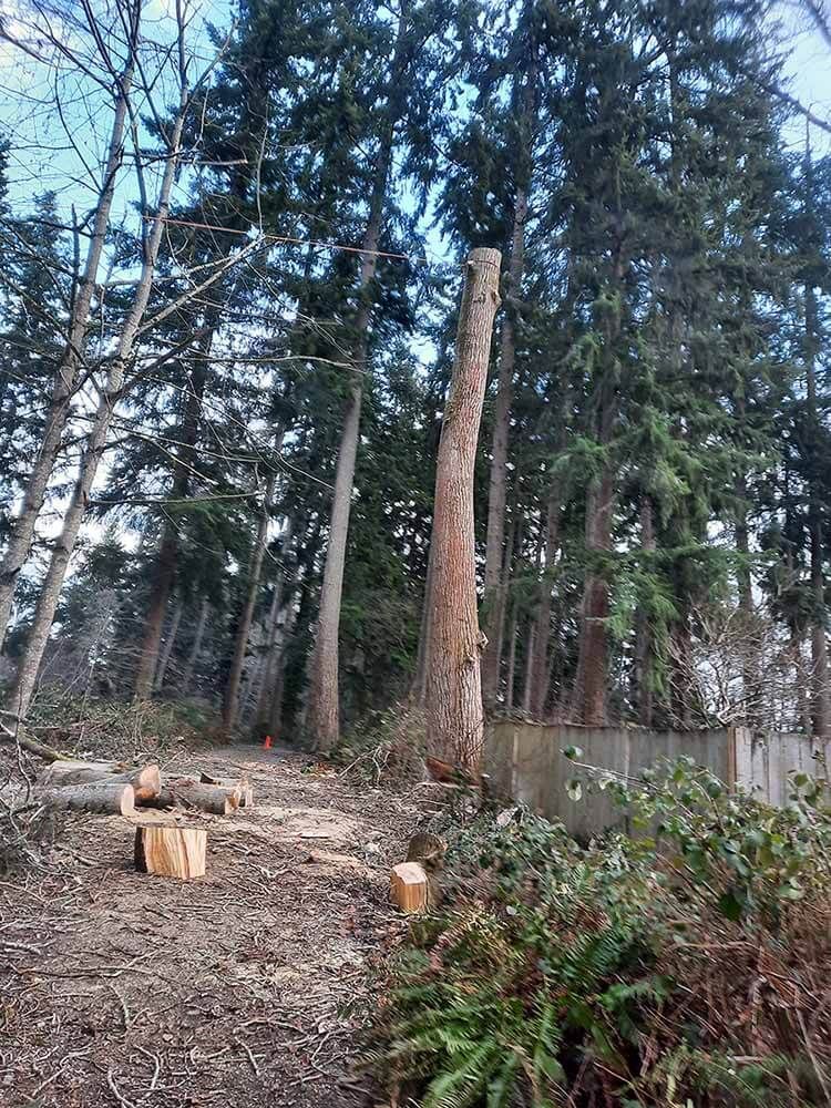 A tree that has been cut down in the middle of a forest.