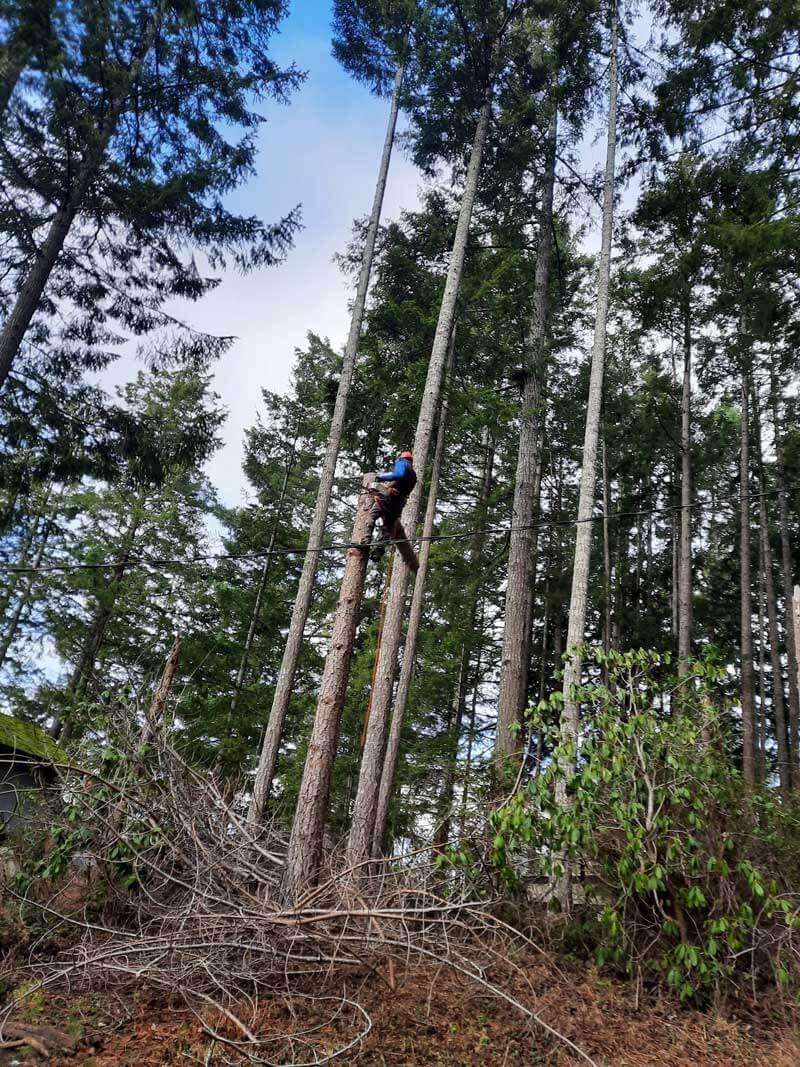 A man is climbing a tree in a forest.