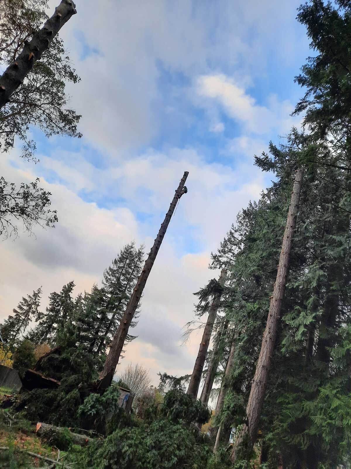 A fallen tree in a forest with a blue sky in the background