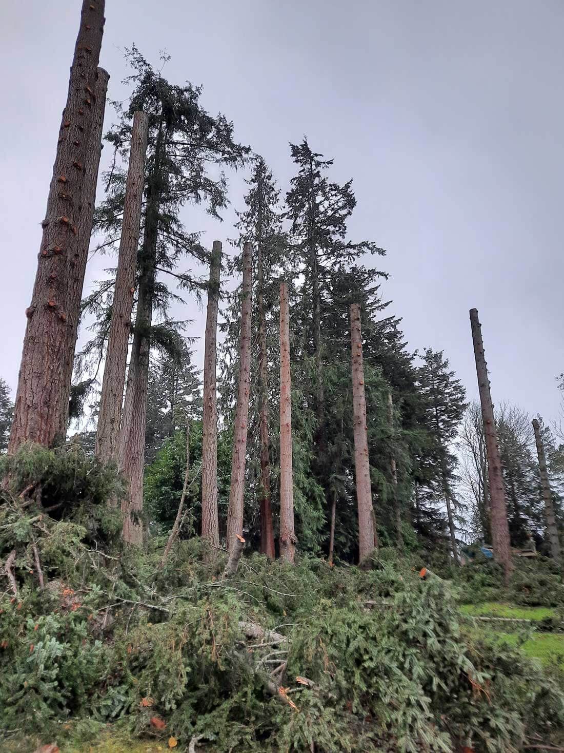 A group of fallen trees in a forest on a cloudy day
