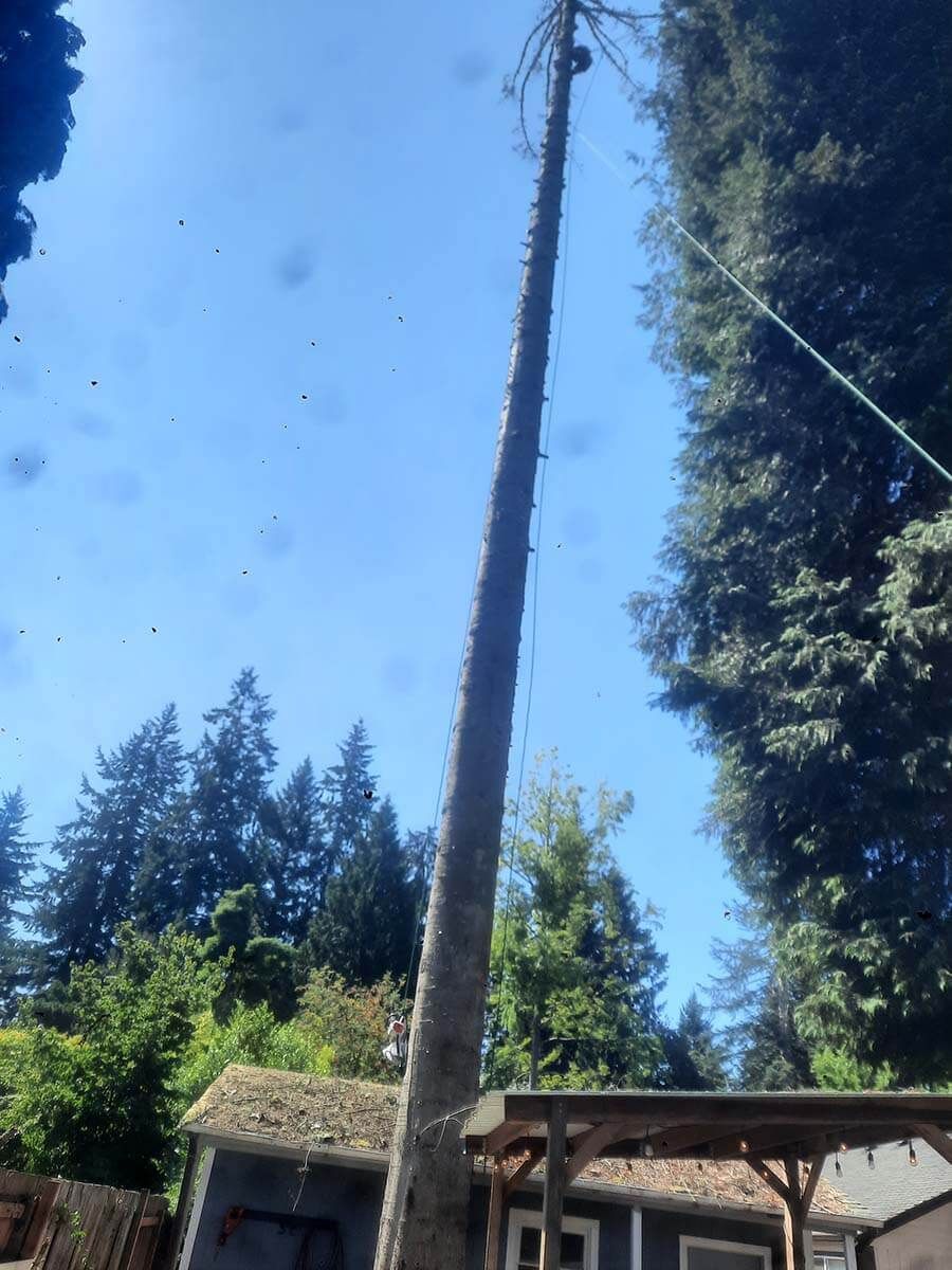 A tree is being cut down in front of a house