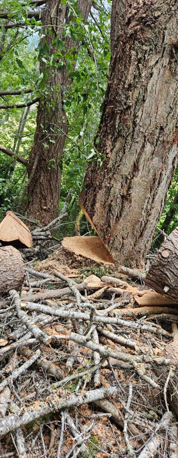 A pile of logs and branches laying on the ground in a forest.