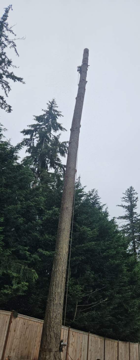 Tall tree trunk with branches removed, standing beside evergreen trees under a gray sky