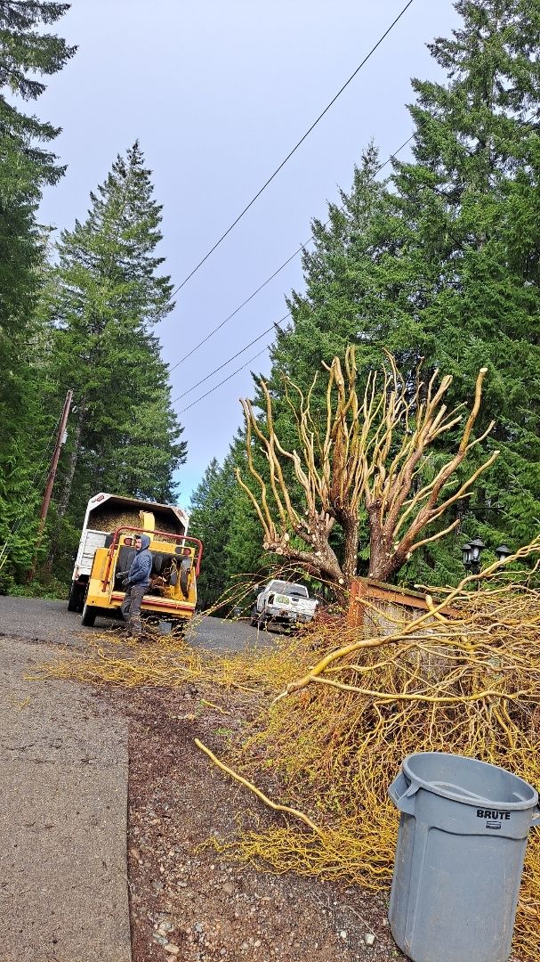 A yellow school bus is parked on the side of a road next to a pile of branches.