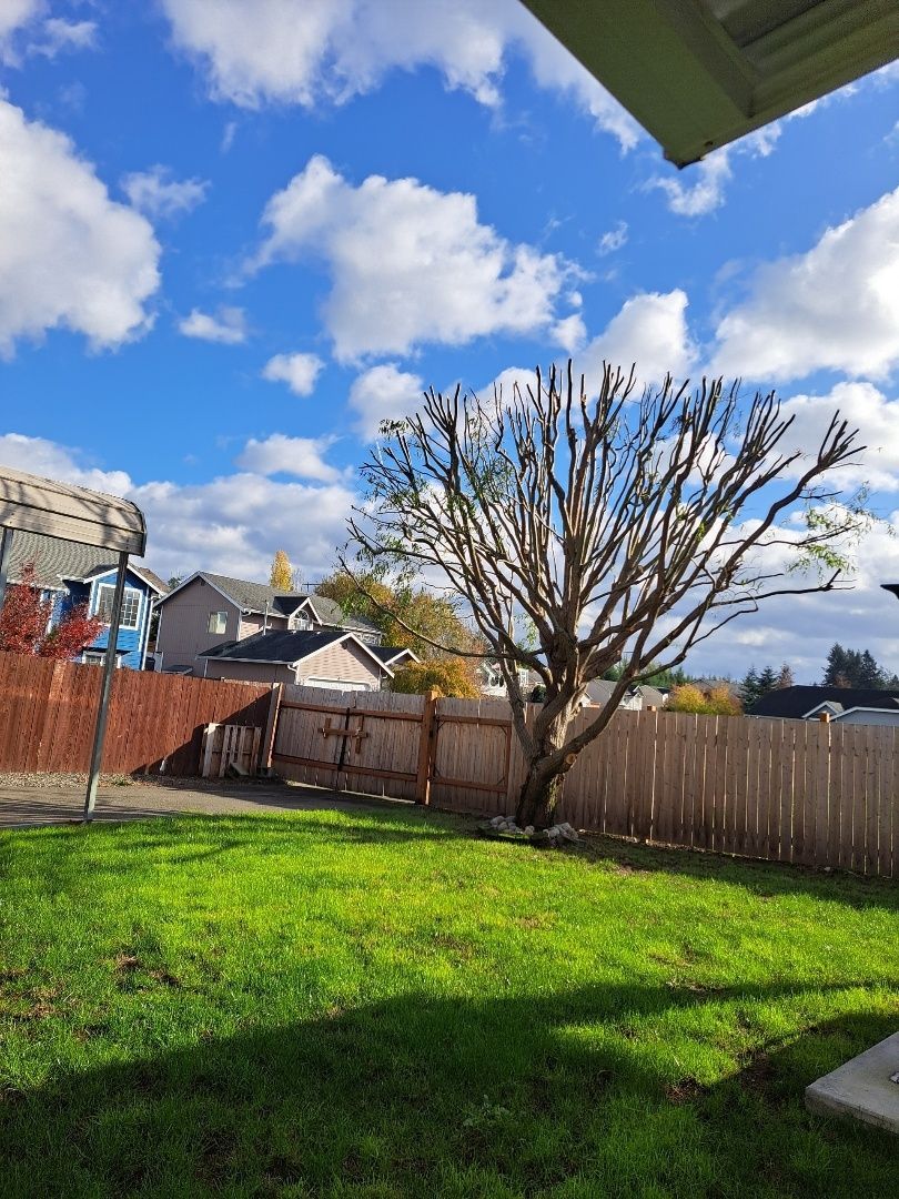 A backyard with a wooden fence and a tree.
