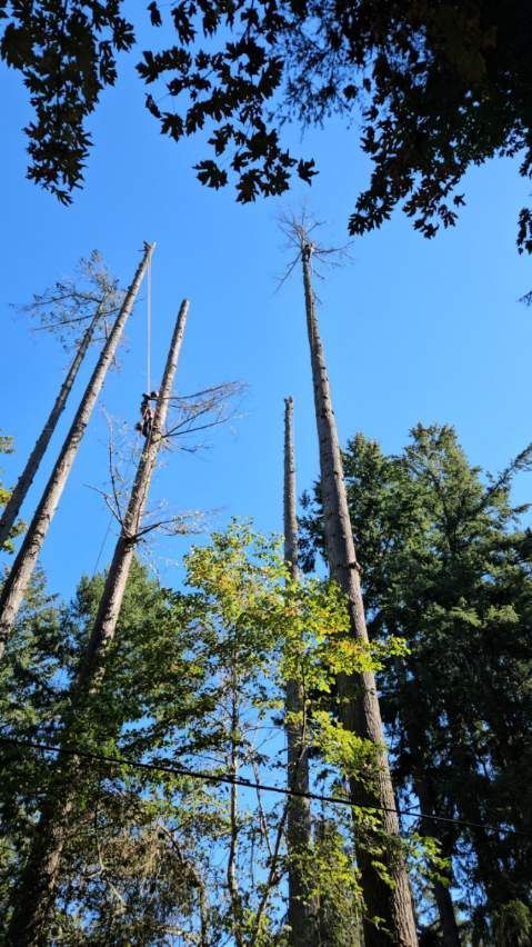 Looking up at tall trees with a blue sky in the background