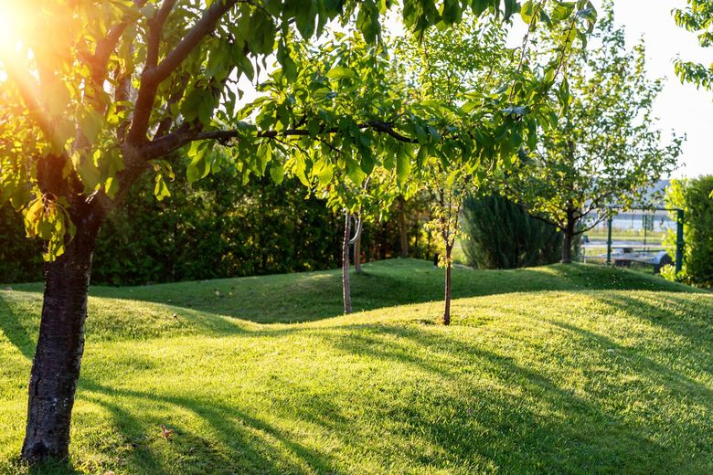 Sunlit green lawn with undulating terrain and trees, casting shadows.