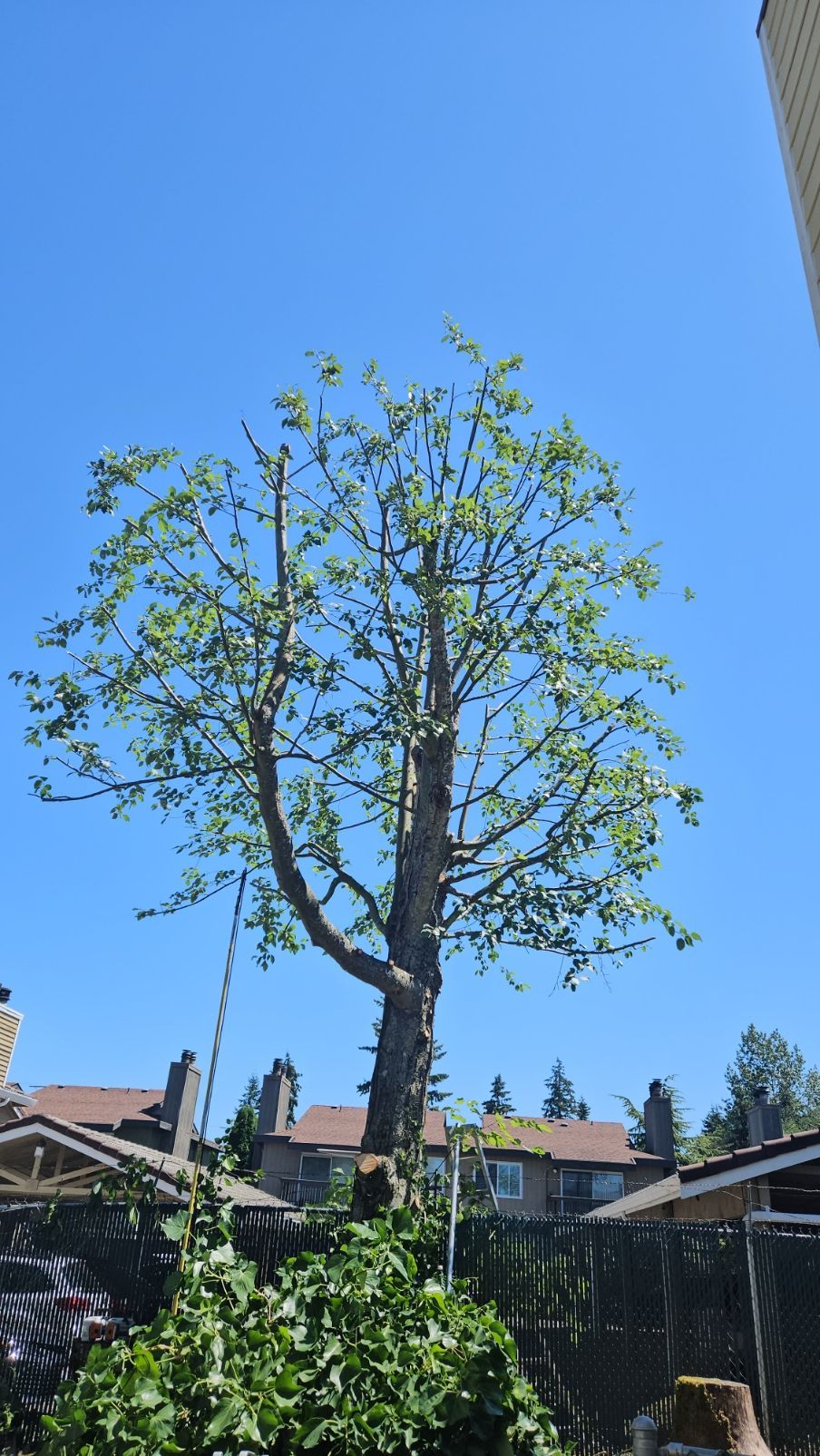 A tree is being cut down in a backyard with a blue sky in the background.