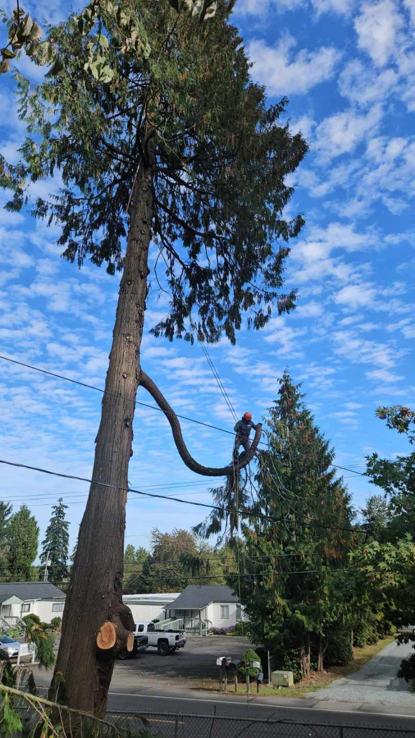 A tree is being cut down in a residential area.
