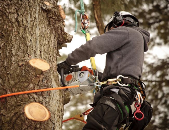 Foxtree Services | Tradesman Website Design