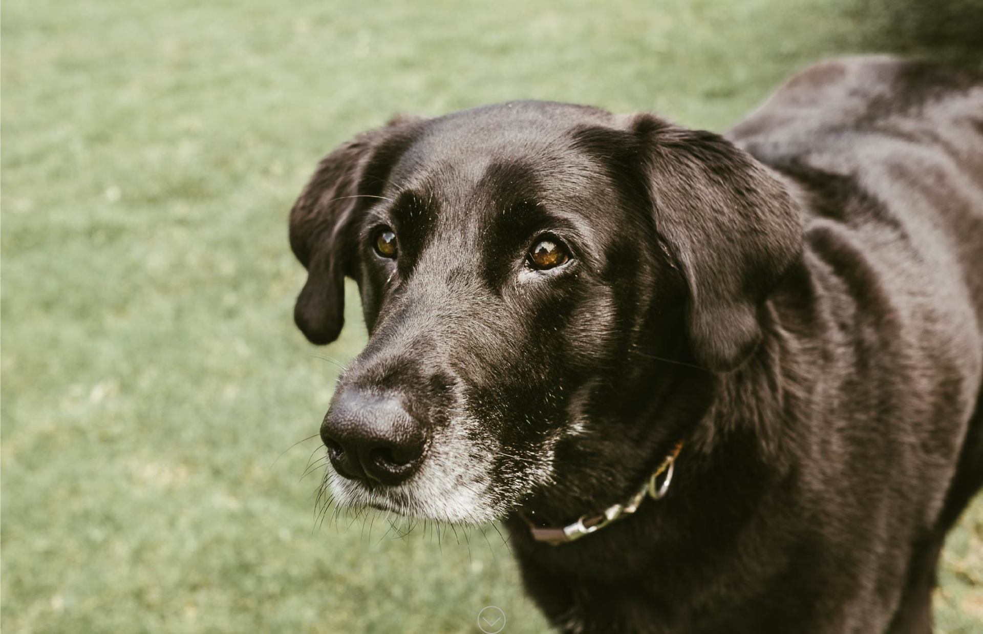 eCommerce Website Design Portfolio |  Labradors in Need