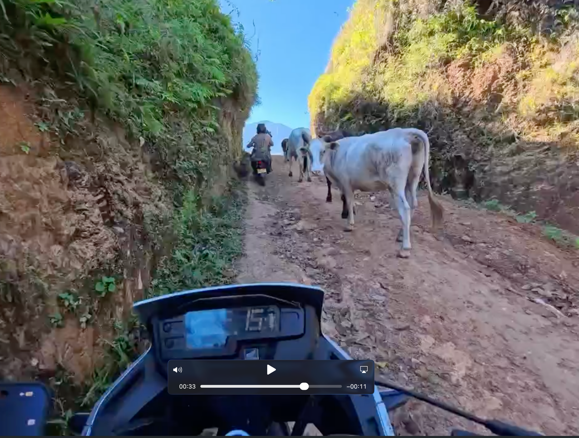 Motorcycle on a dirt road, encountering a man herding cows on a hillside.