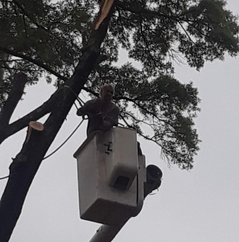Trimming Tree With Electric Saw — Gastonia, NC — Leonard Philbeck Tree Service