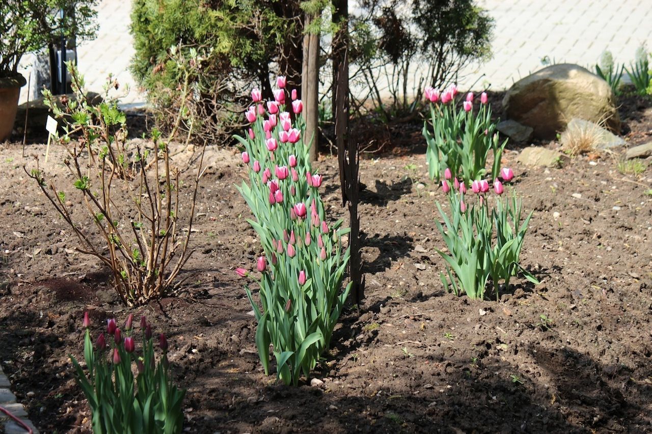 Tulpenreihen im Garteem