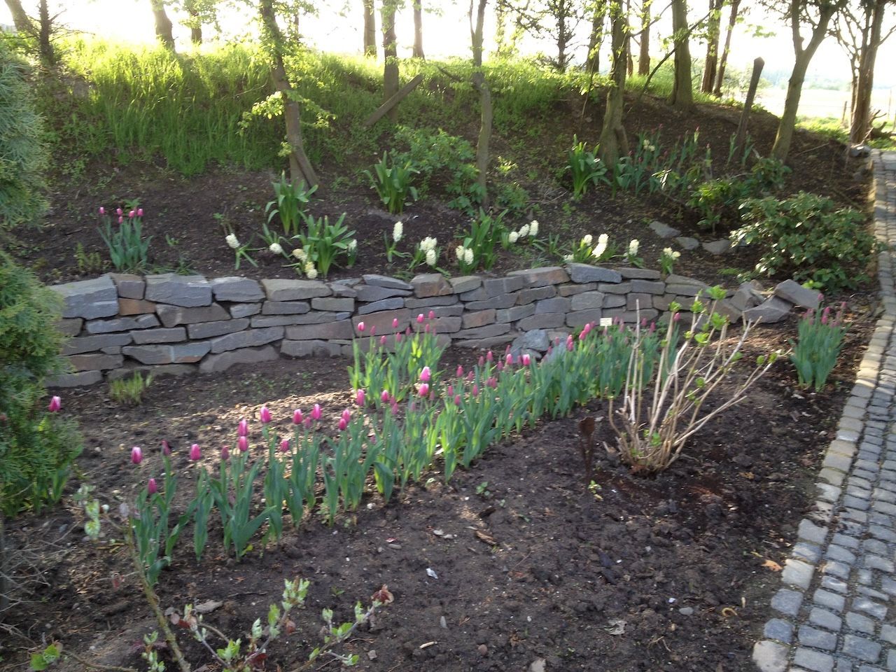 Beet mit blühenden lila und weiß blühenden Tulpen, eingefasst von einer niedrigen Trockenmauer aus grauen Natursteinen.