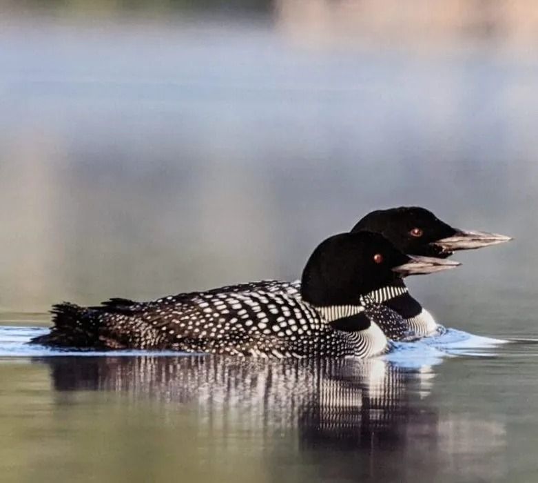 Two loons with black and white patterned feathers swim on calm water.