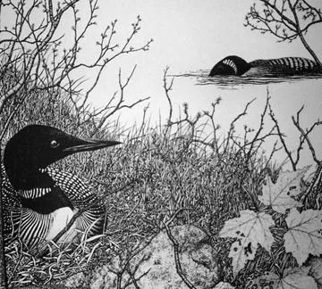 Loon on nest in foreground; two loons swimming in background. Black and white drawing of water and foliage.