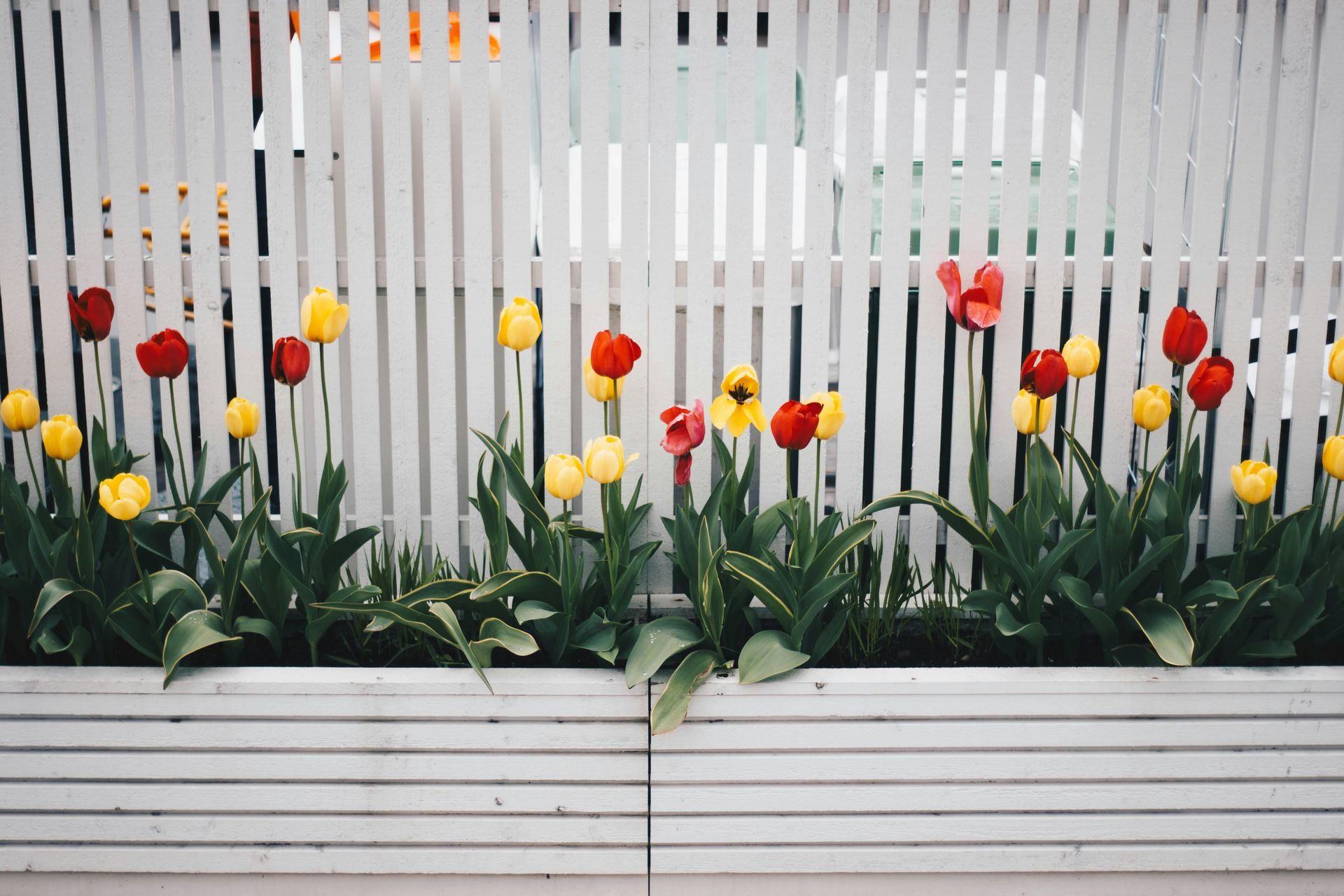 Red and yellow tulips bloom in a white planter box in front of a white picket fence.