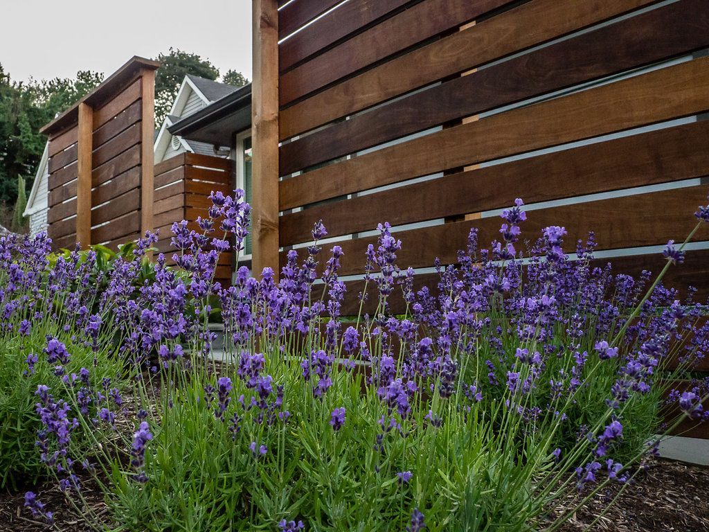 Purple flowers are growing in front of a wooden fence.