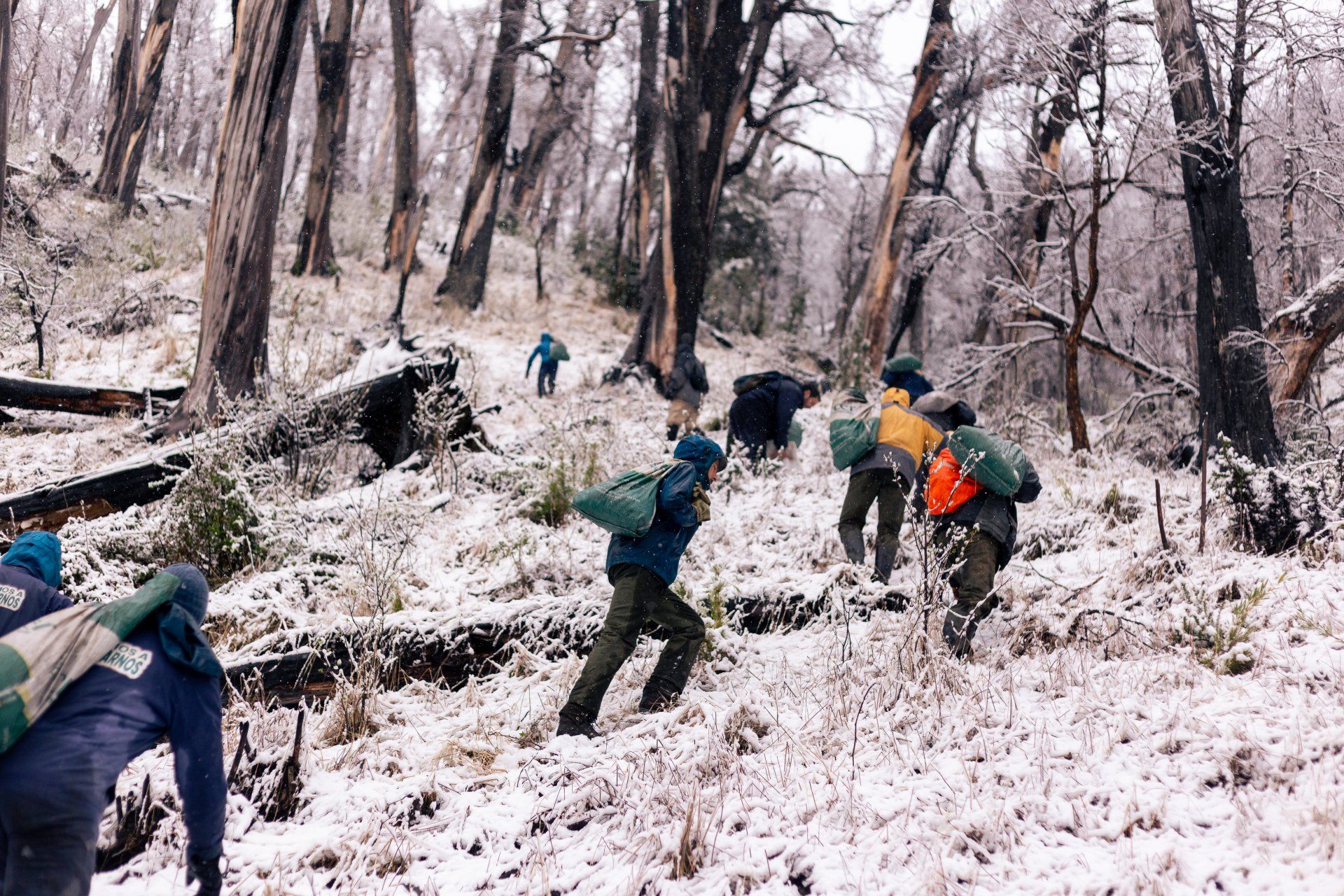 volunteers going through a snowy forest to plant trees