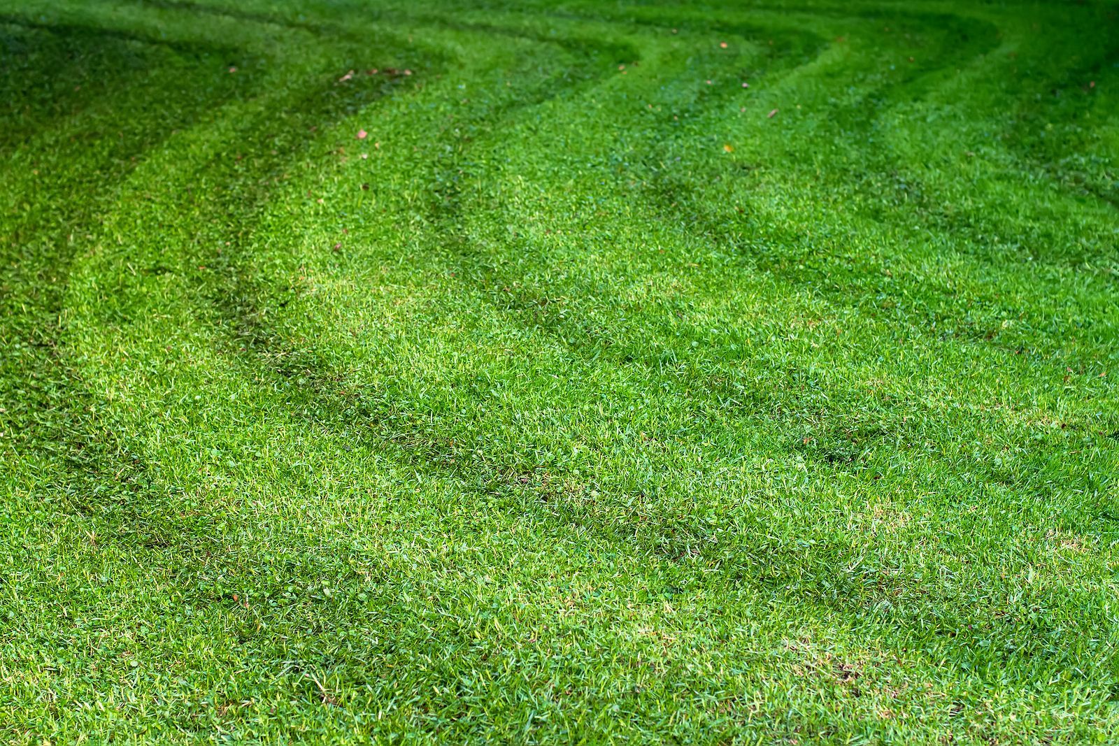 A close up of a lush green lawn with a lawn mower cutting it.