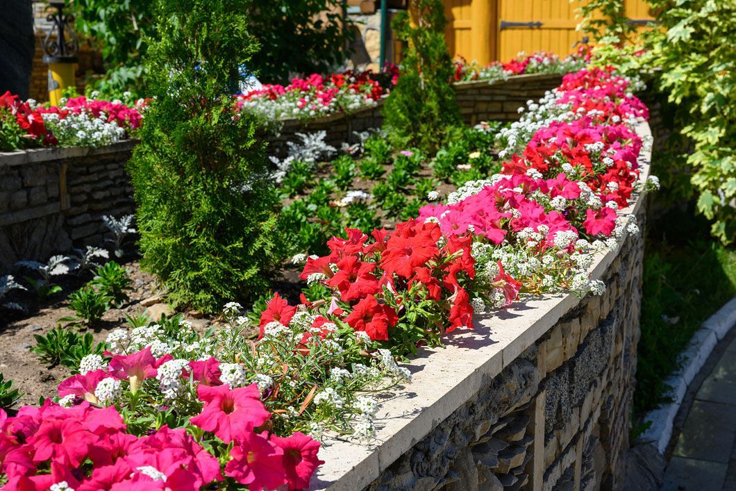 A row of pink and white flowers growing on a stone wall.