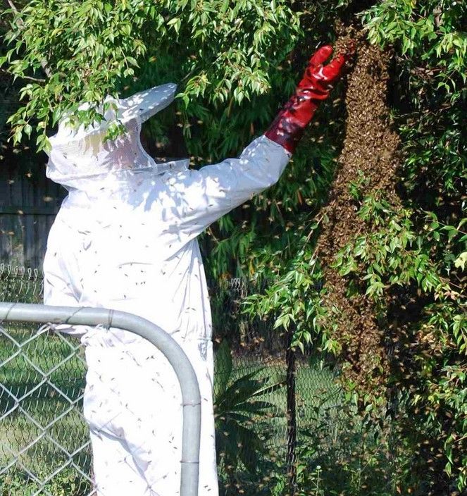 A person in a bee suit is standing next to a tree