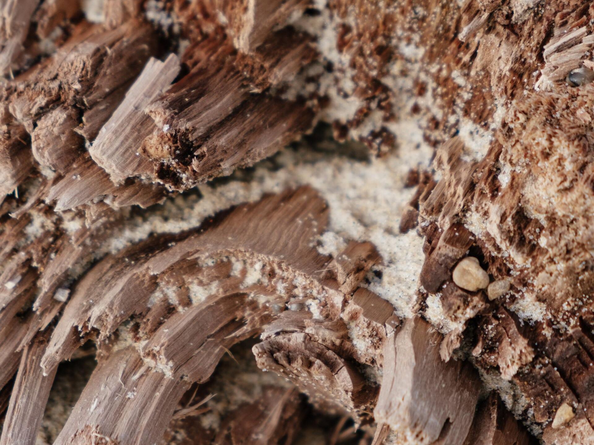 A close-up image of termites actively tunneling through a piece of wood.