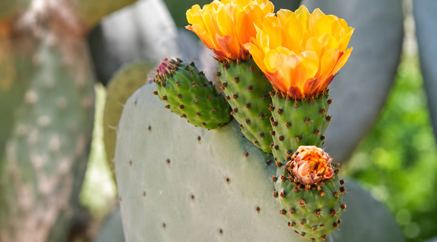 Prickly pear cactus with bright orange-yellow blossoms and a small green pad against a blurred garden background