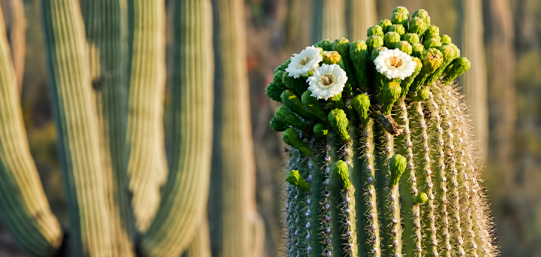 Cactus with white flowers and green buds against a blurred striped desert background