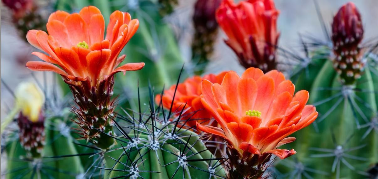 Orange cactus flowers blooming against a green, spiky cactus background