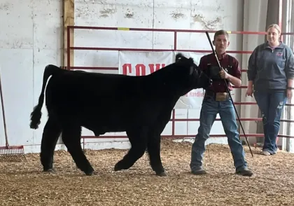 Black cow at a livestock show with two handlers in front of a red gate in an indoor barn.