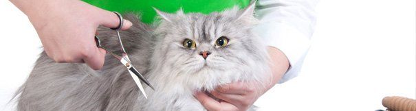 Cat Grooming - Pet Daycare Services in Front Royal, VA