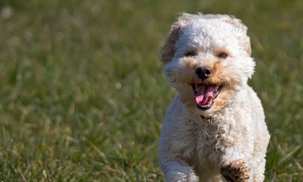 Cavapoo puppy running - Pet Daycare Services in Front Royal, VA