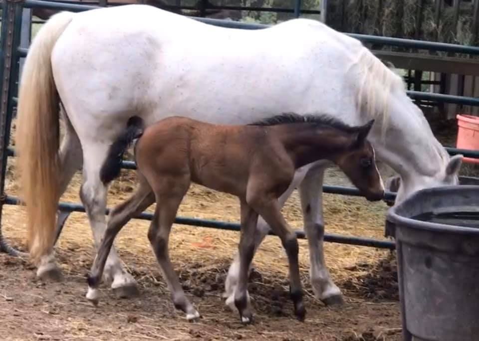 A white horse standing next to a brown foal
