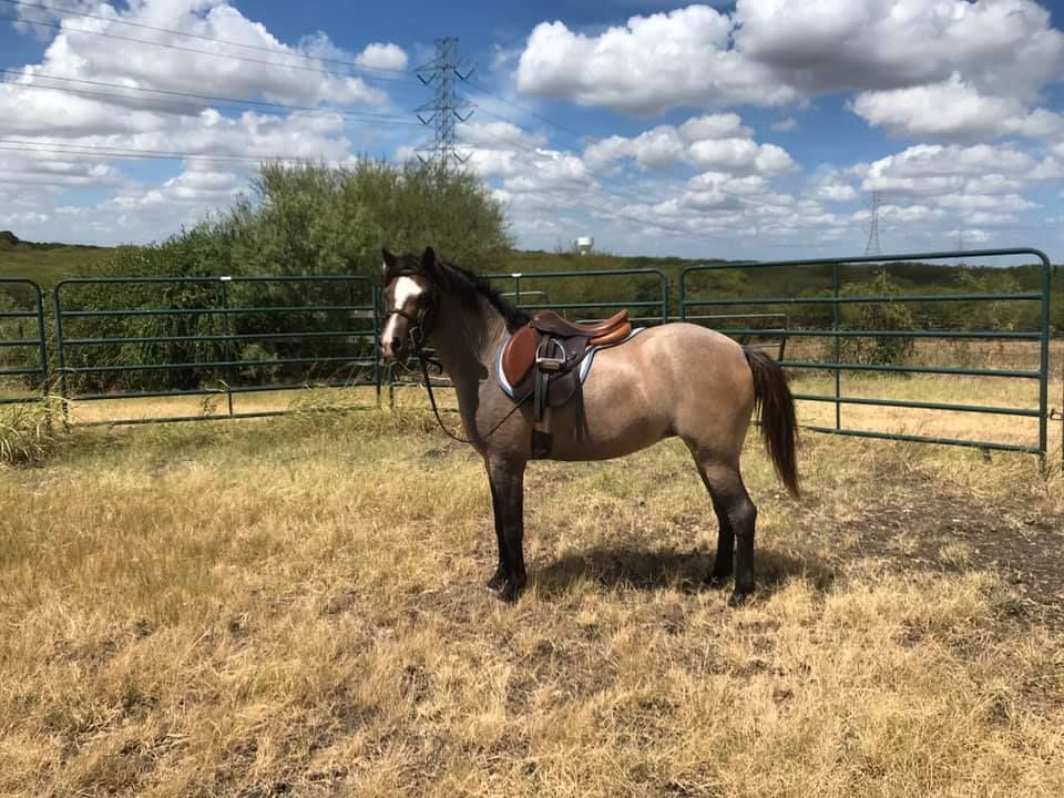 A horse with a saddle is standing in a field.
