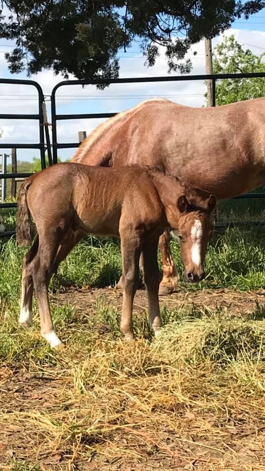 A brown foal standing next to a brown horse in a field.