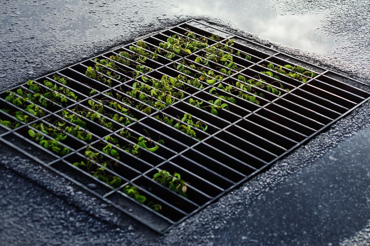 A manhole cover with grass growing out of it and water coming out of it.
