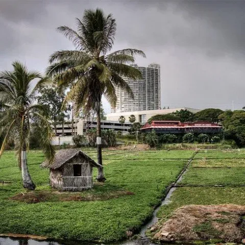 A House In The Field | Honolulu, HI | ZIGU