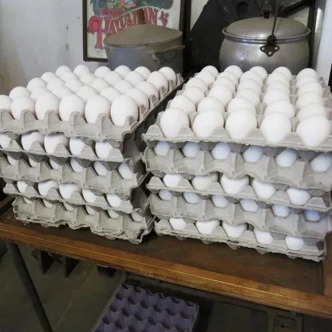 Tray Of Egg | Honolulu, HI | ZIGU