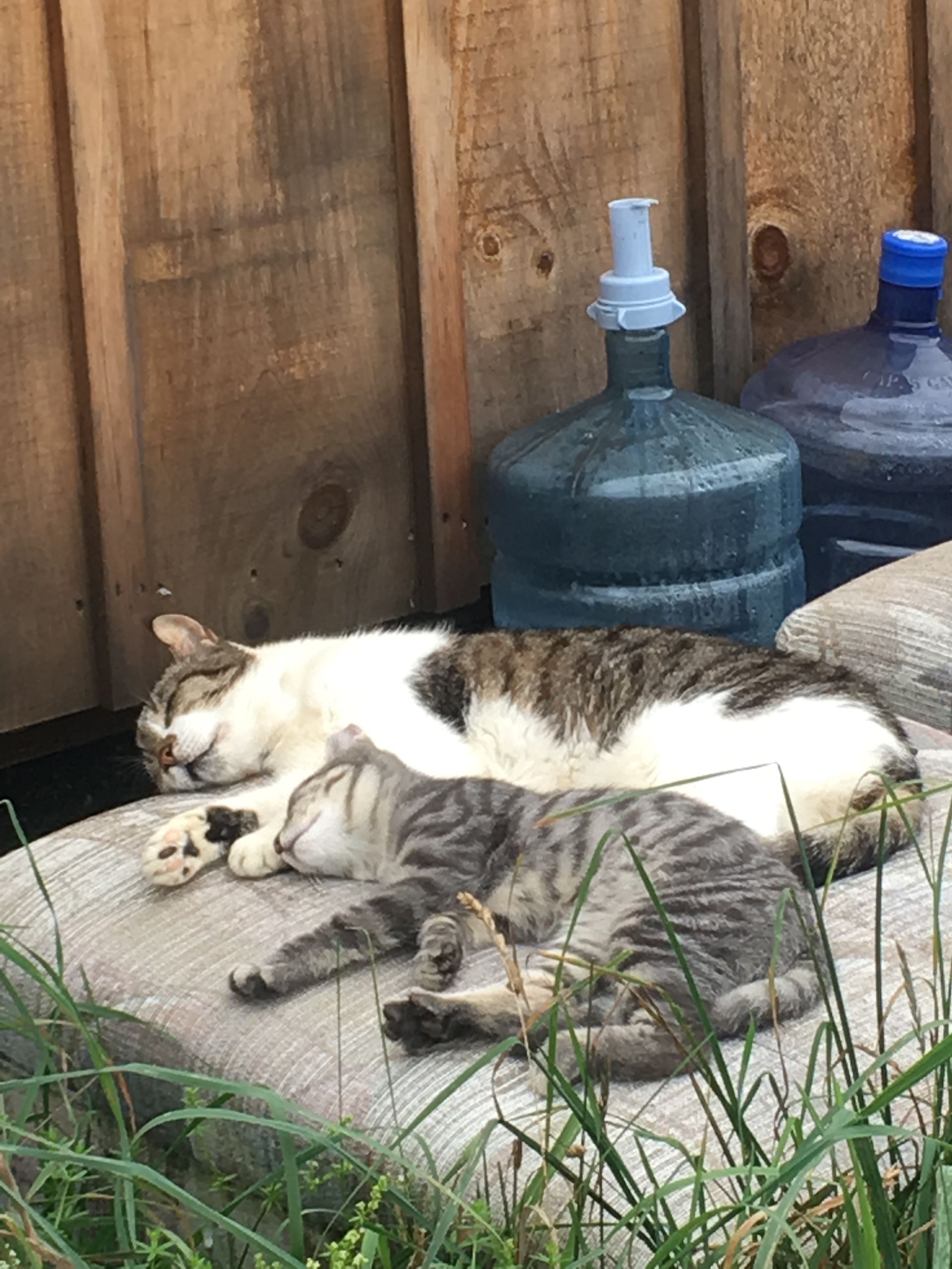 Two cats snuggle up outdoors